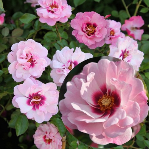 Rosa 'Bright Eyes' - Roos 'Bright Eyes' C4/4L